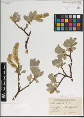 Foto von Salix lanata L.